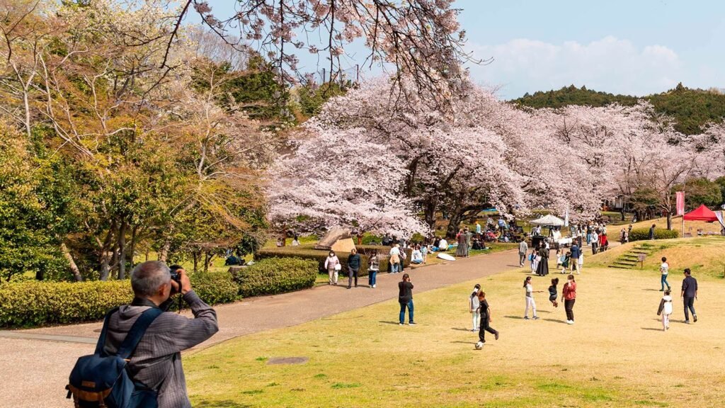 People enjoying cherry blossom hanami in a spring park in Japan