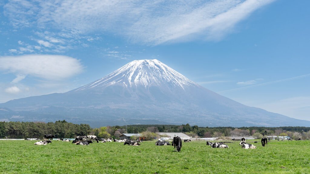 Cows resting in a quiet green field with Mount Fuji in the background on a clear spring day, Japan
