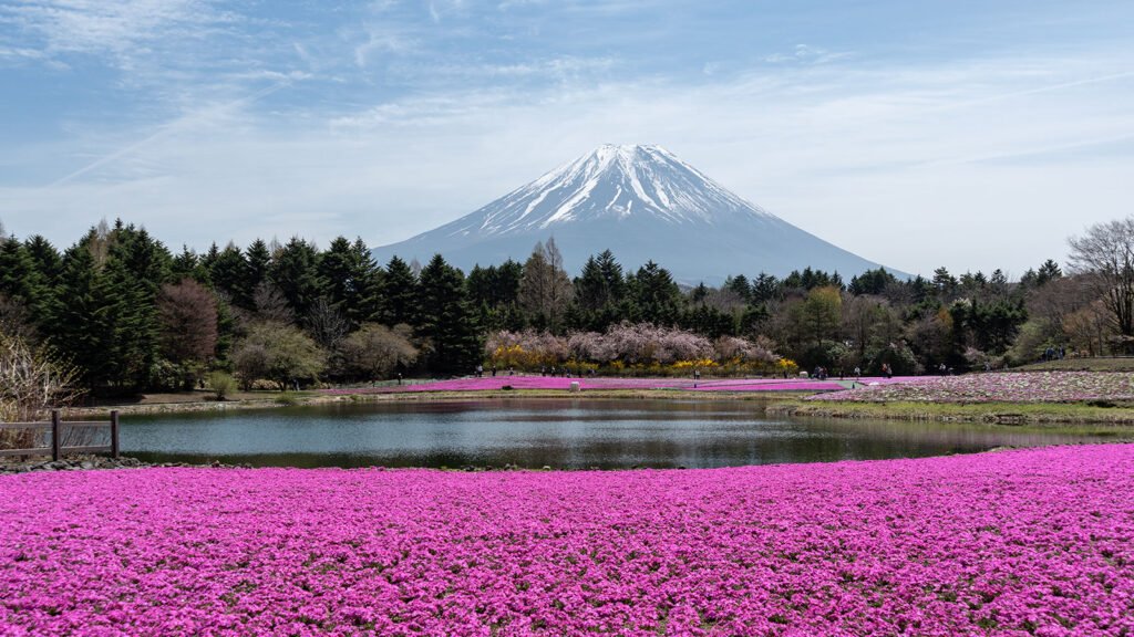 Mount Fuji reflected on a lake with pink shibazakura flowers in spring, Japan