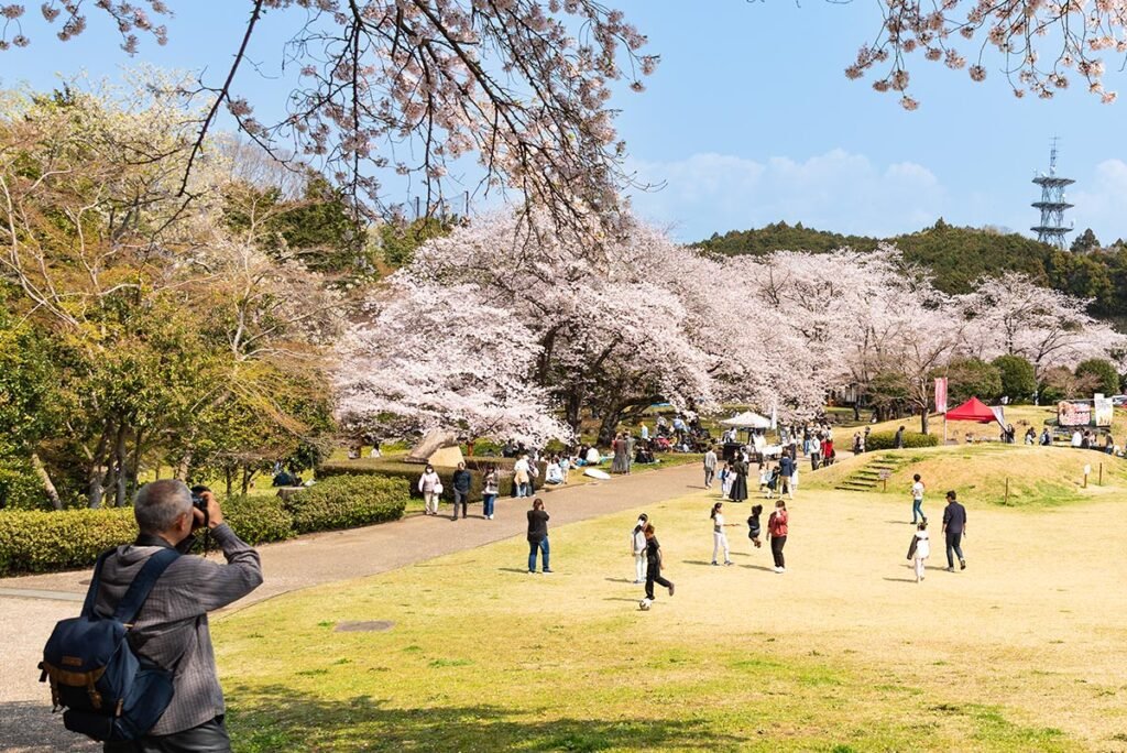 Photographer capturing cherry blossom trees during hanami season in a park in Shizuoka, Japan