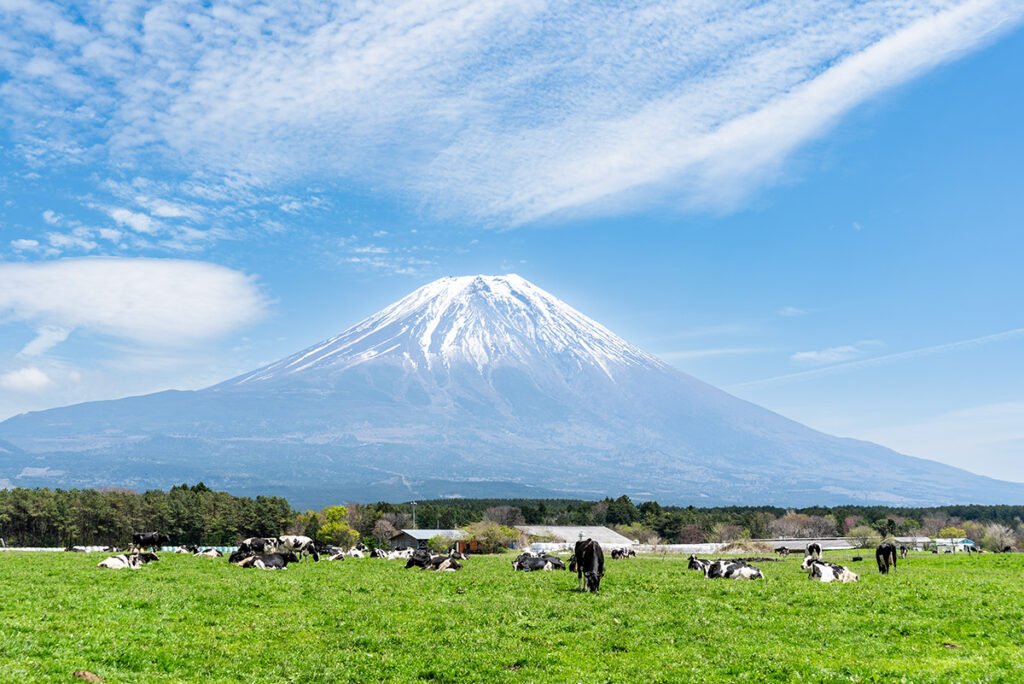 Mount Fuji seen from a green field with cows grazing in the foreground, Shizuoka, Japan
