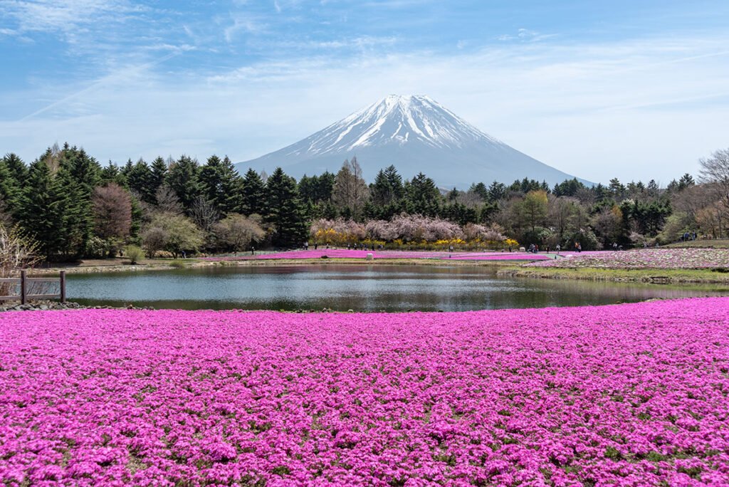 Mount Fuji with pink shibazakura flowers and a lake in spring, Shizuoka, Japan