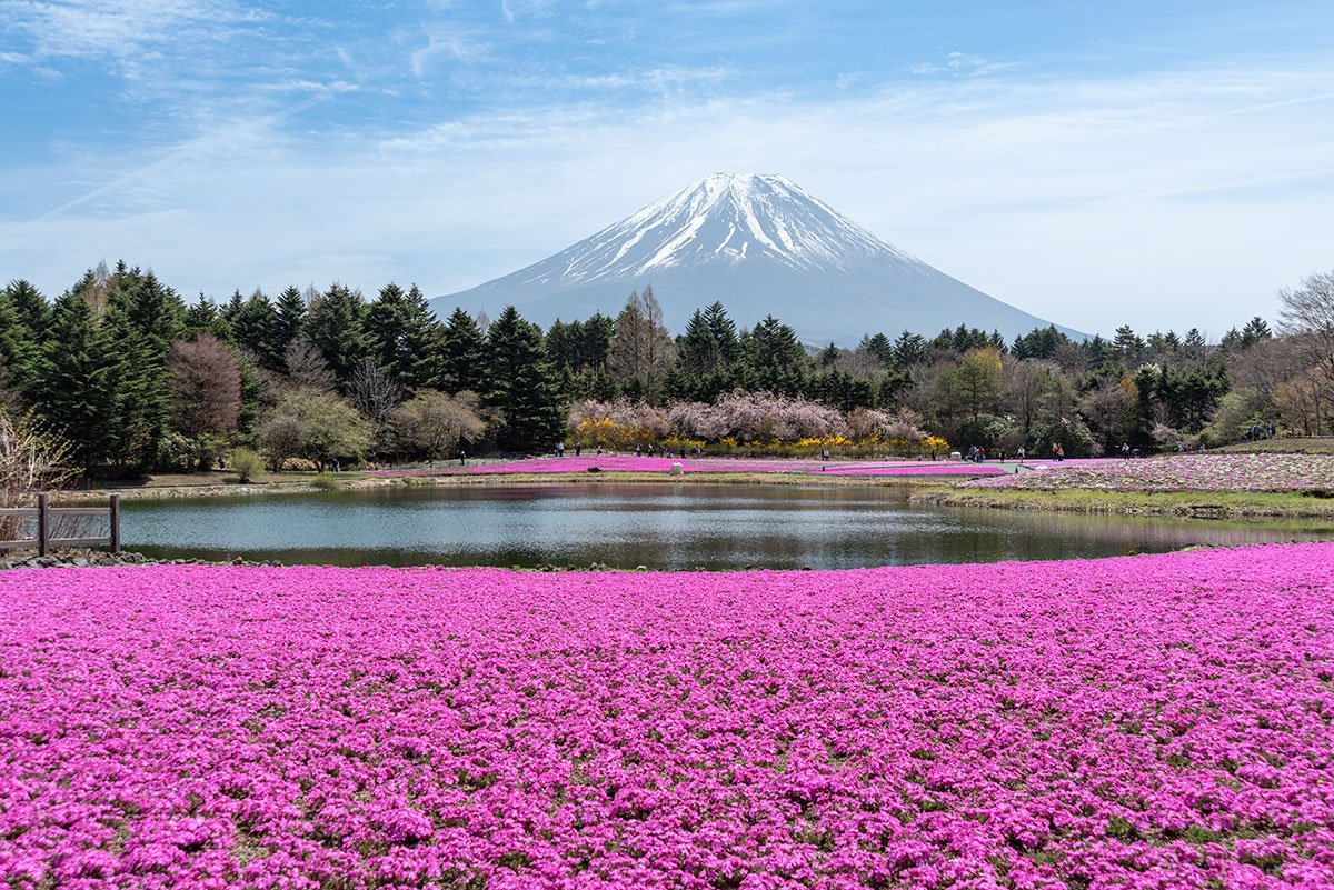 A Slow Spring Near Mount Fuji: Cherry Blossoms, Shibazakura and Quiet Moments in Japan