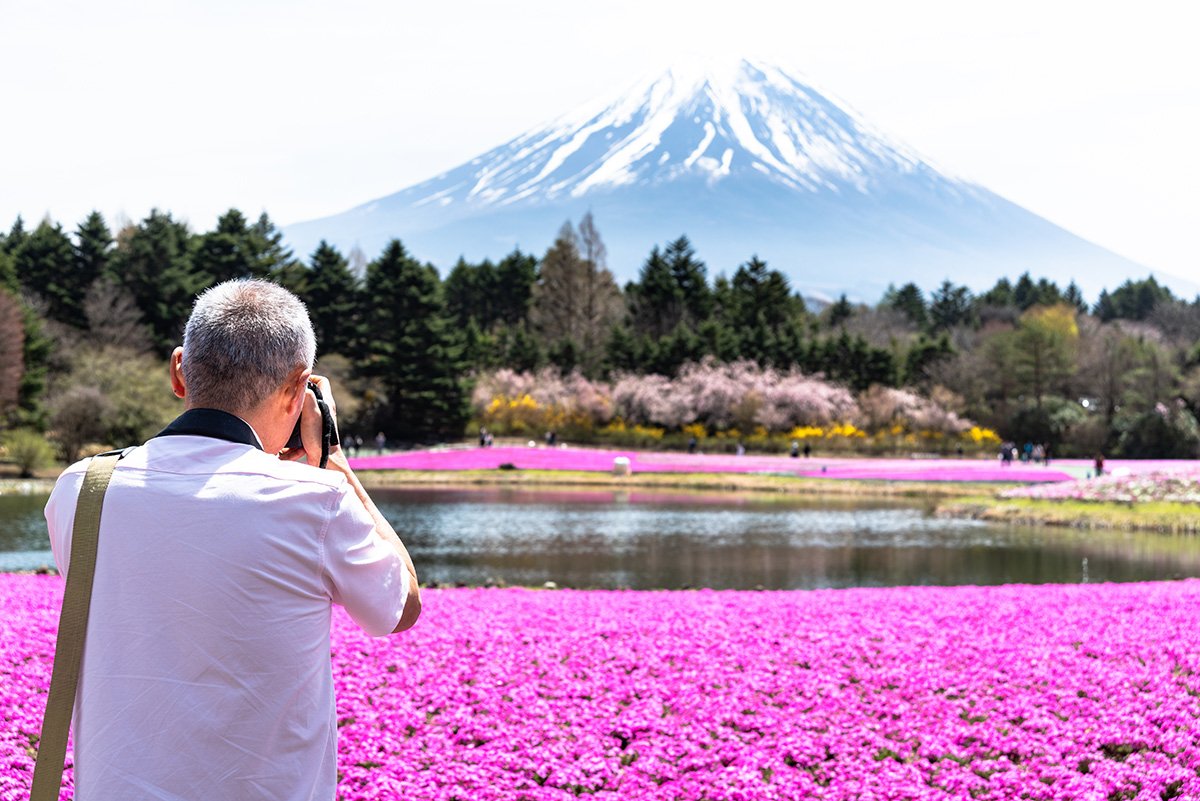 Photographer taking a photo of Mount Fuji with a field of pink shibazakura in bloom, Japan